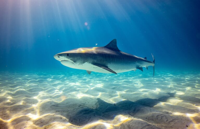 Czy w Egipcie są rekiny? 🦈 🇪🇬 Sprawdź czy w Morzu Czerwonym są rekiny