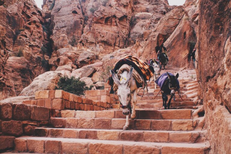 Wycieczki objazdowe Jordania ☀️ Sprawdź co warto zobaczyć