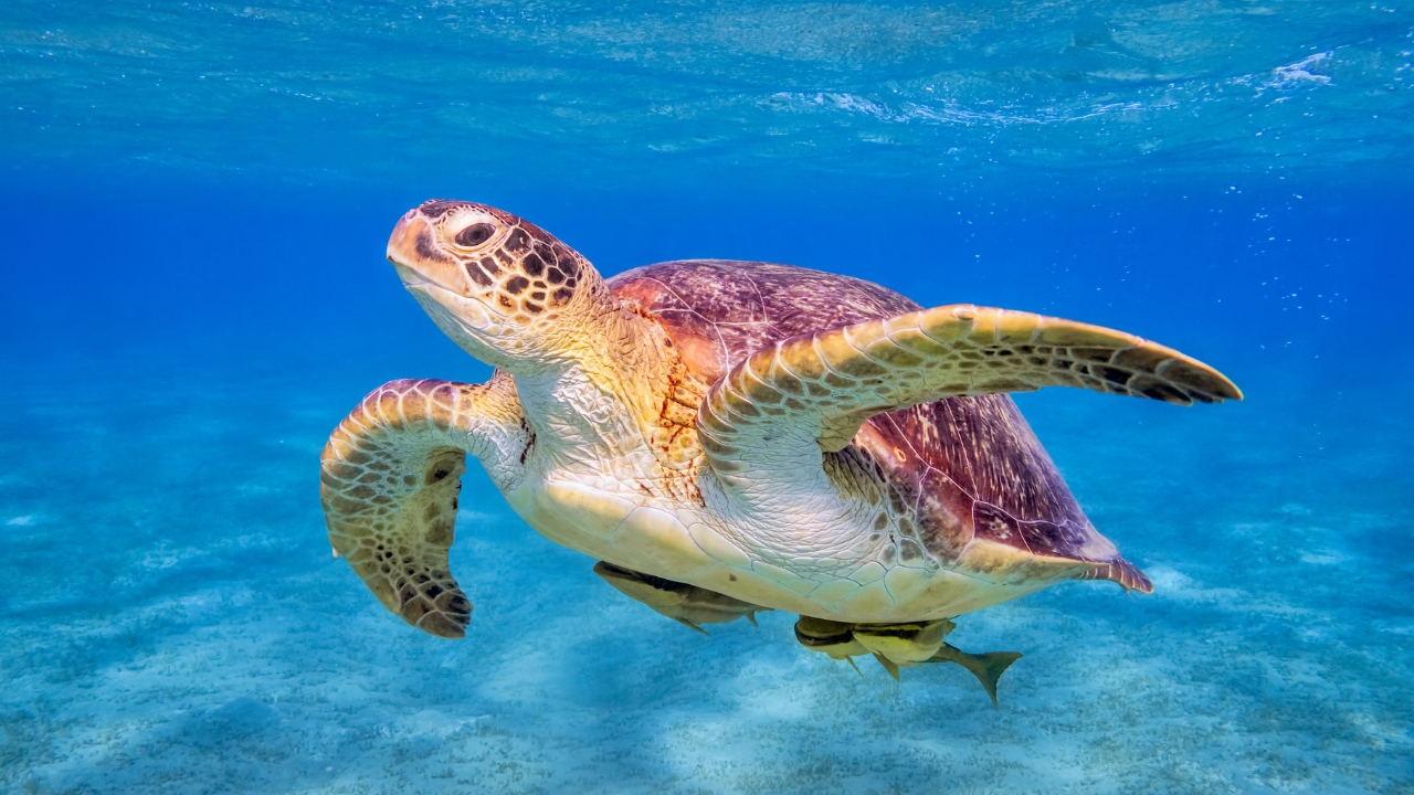 Marsa Alam
