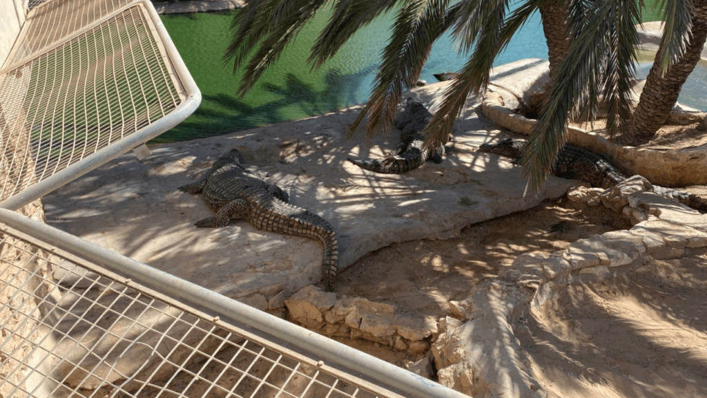 Farma Krokodyli Djerba, Djerba Explore Park, Djerba Krokodyle