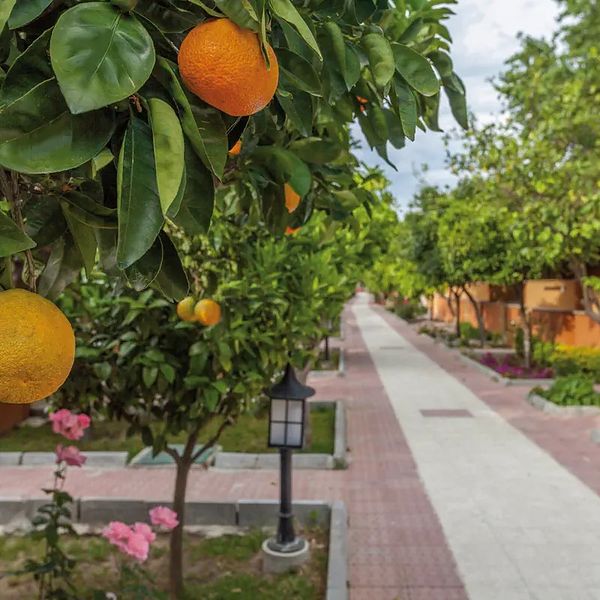 Hotel Ozlem Garden w Turcja