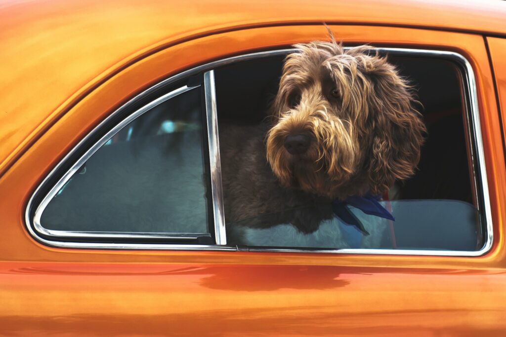 brązowy pies długowłosy wystawiający głowę przez okno pomarańczowego samochodu