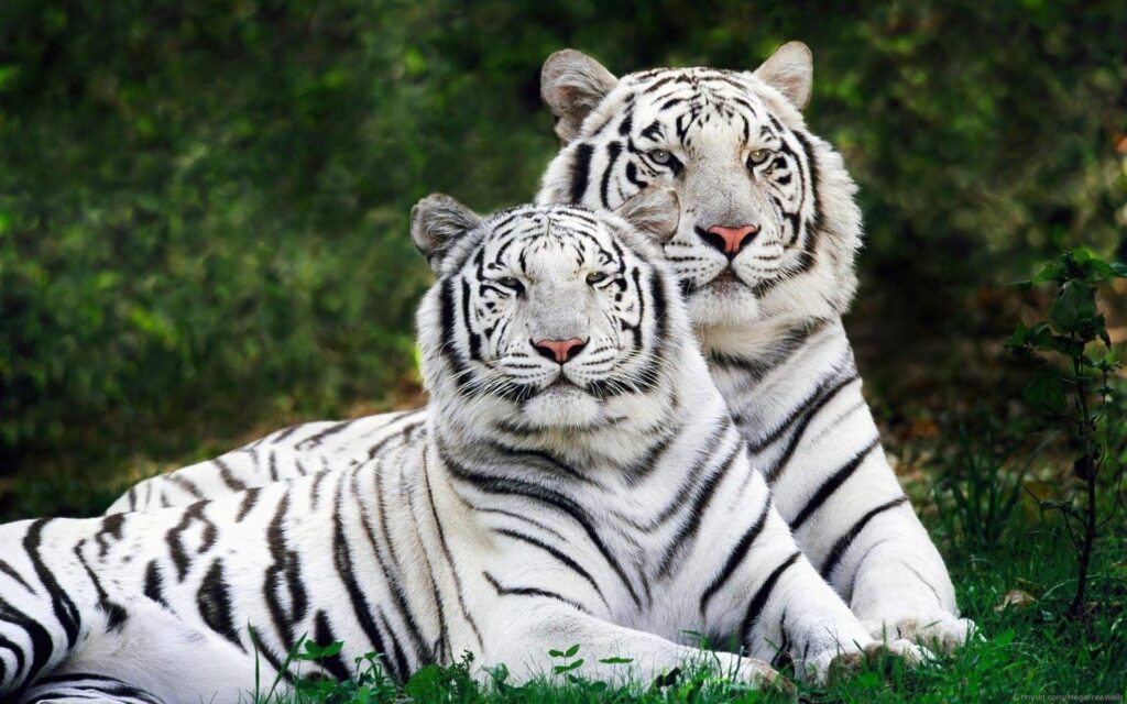 Tygrysy w Friguia Park