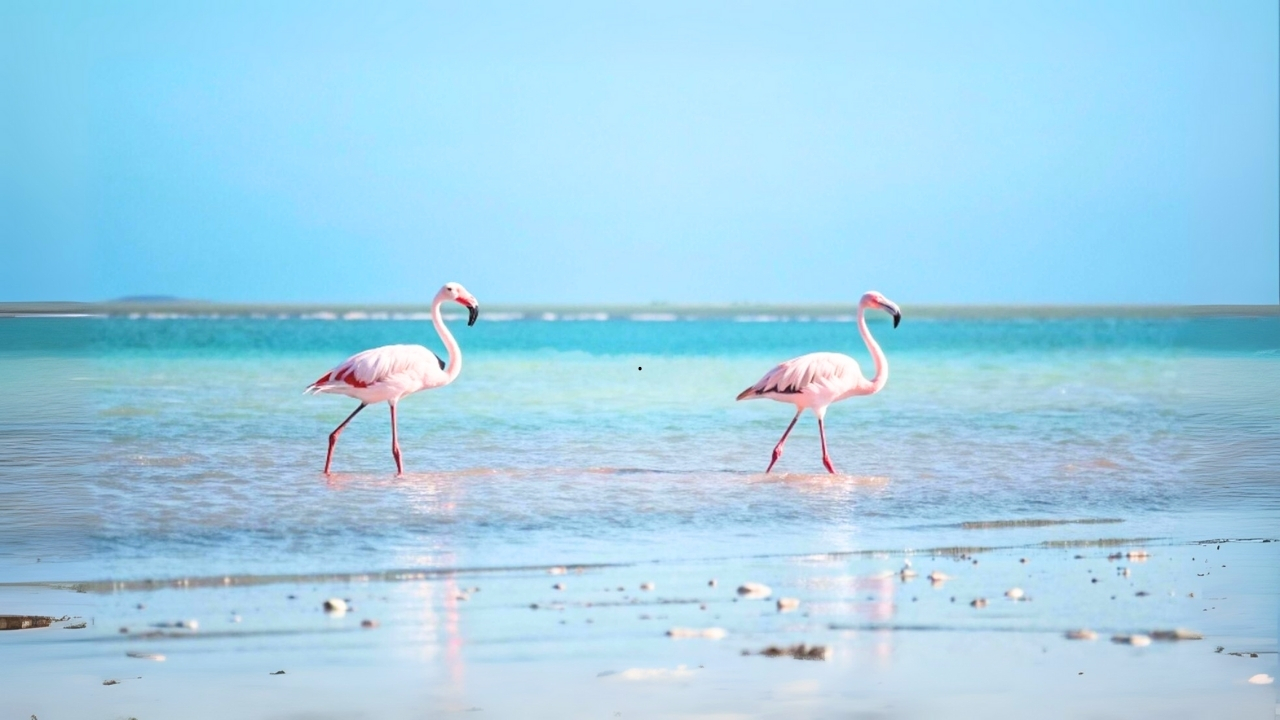 Djerba flamingi
