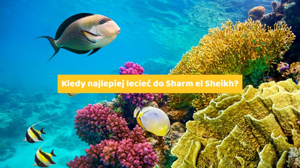 Kiedy najlepiej lecieć do Sharm el Sheikh