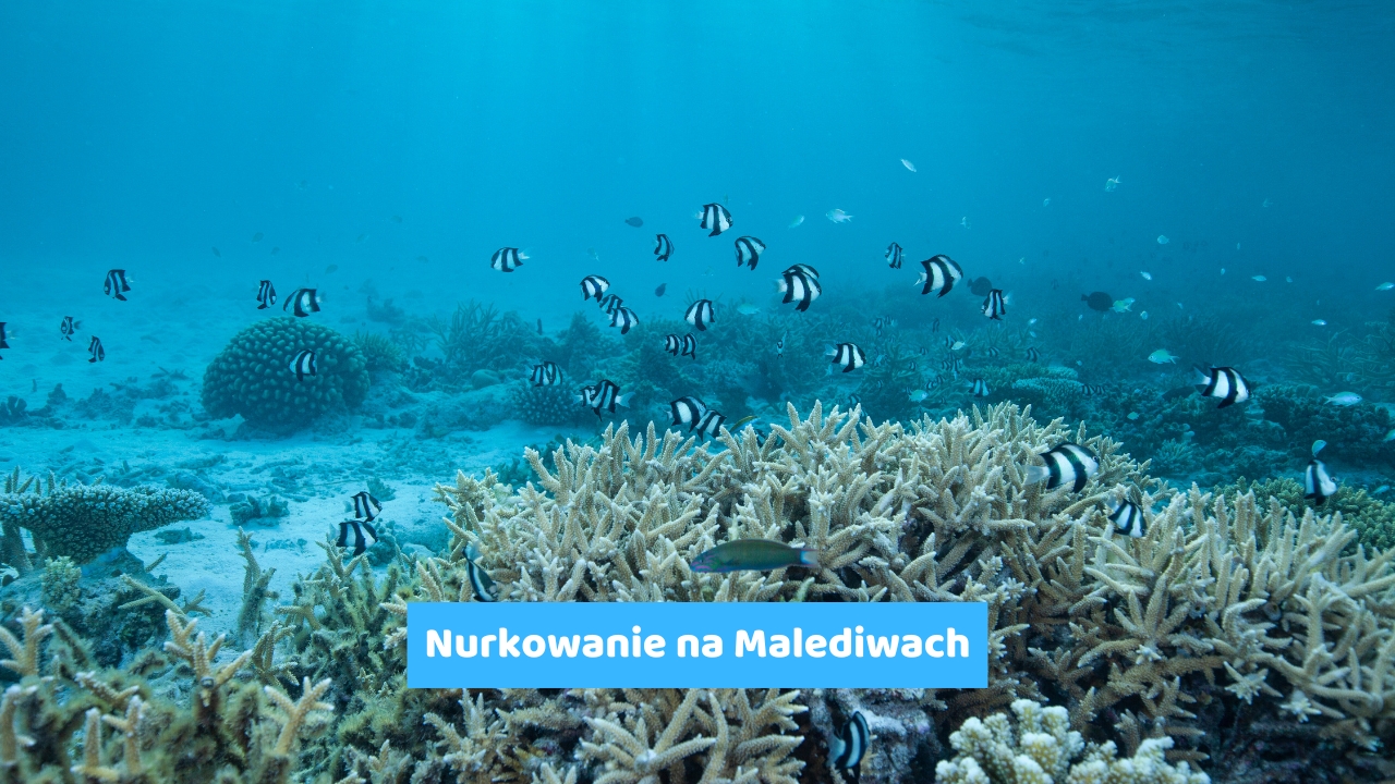 Nurkowanie na Malediwach