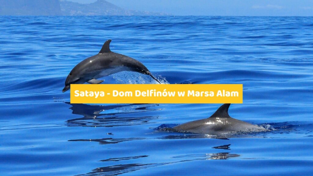 Sataya - Dom Delfinów w Marsa Alam