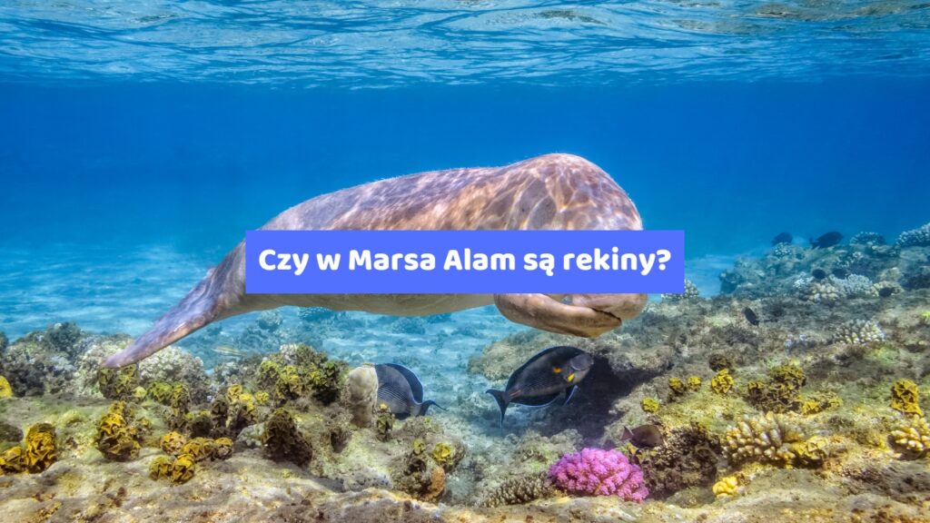 Czy w Marsa Alam są rekiny?