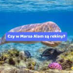 Czy w Marsa Alam są rekiny? – Co musisz wiedzieć przed wakacjami all inclusive