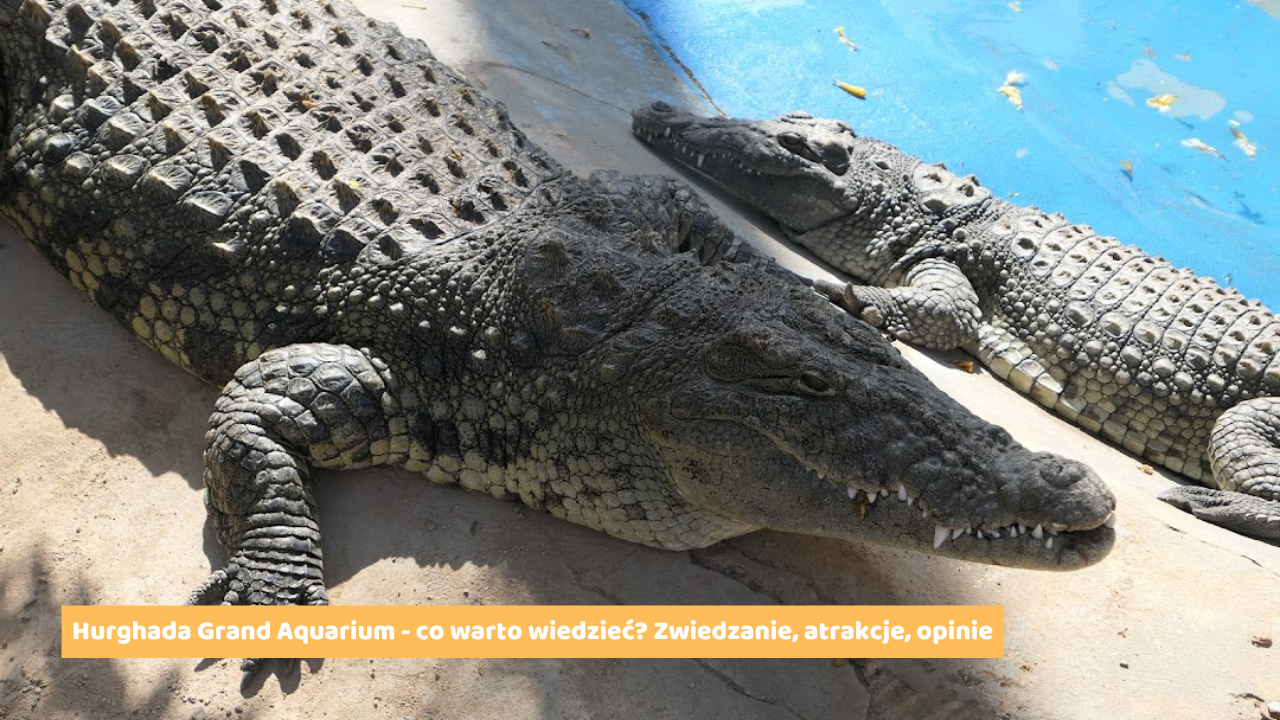 Hurghada Grand Aquarium - co warto wiedzieć? Zwiedzanie, atrakcje, opinie