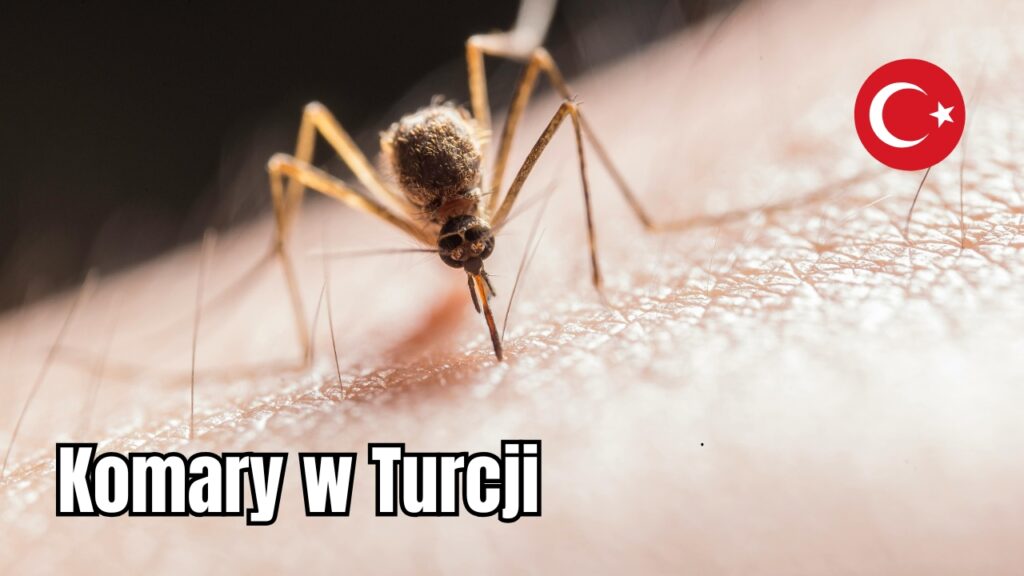 Komary w Turcji