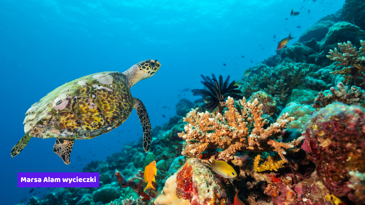 Marsa Alam wycieczki