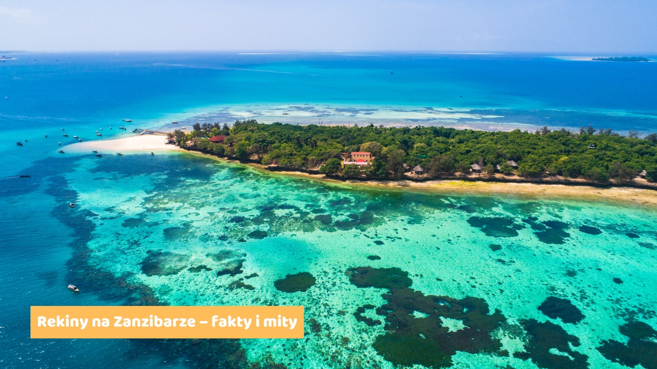 Rekiny na Zanzibarze – fakty i mity