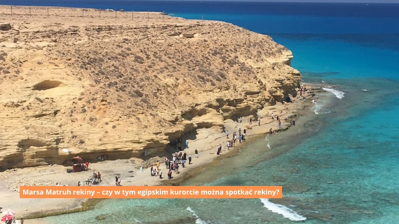 Marsa Matruh rekiny – czy w tym egipskim kurorcie można spotkać rekiny?