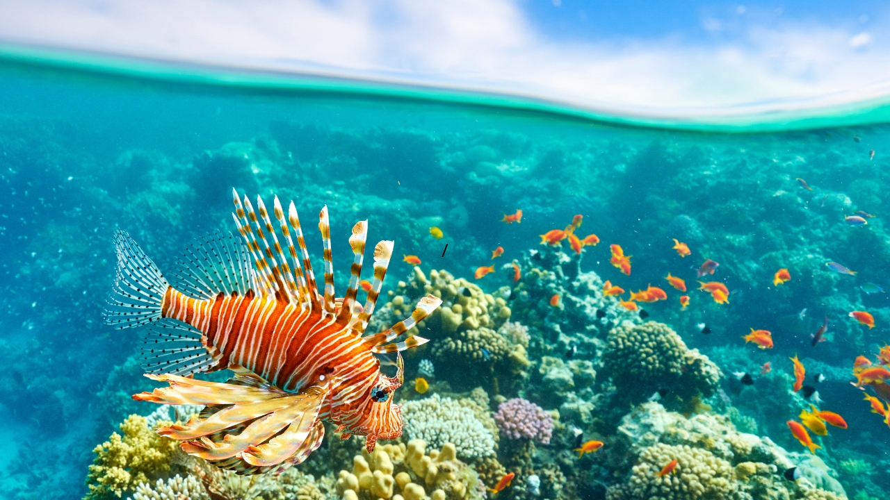 Ceny atrakcji turystycznych w Sharm el Sheikh