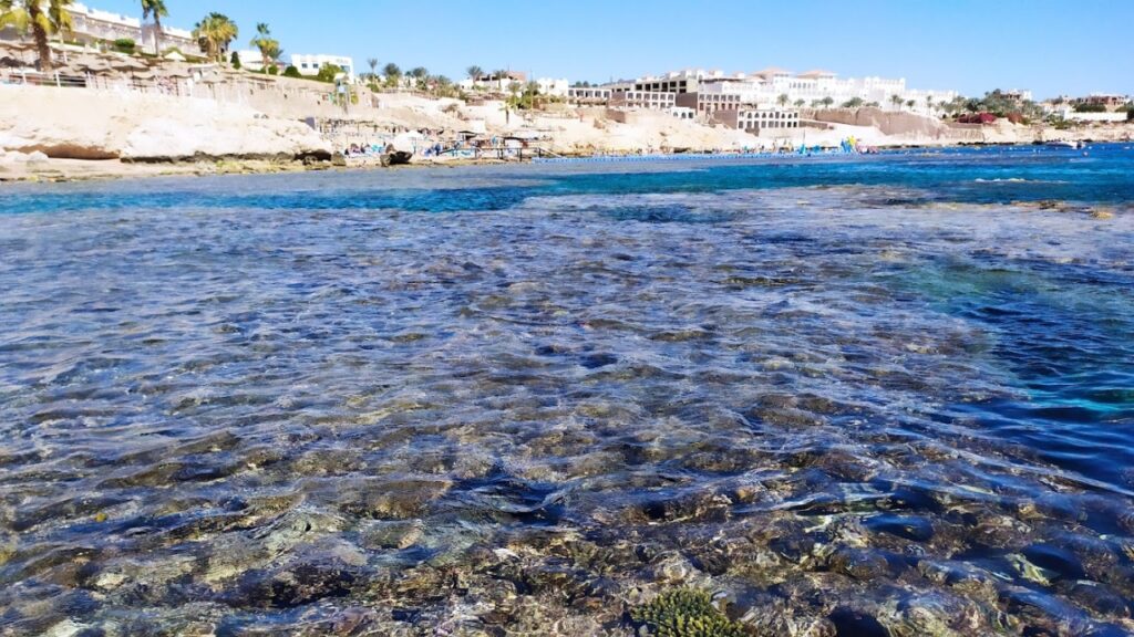 Plaża Sharks Bay Beach w Sharm el Sheikh – co warto wiedzieć? Najważniejsze informacje