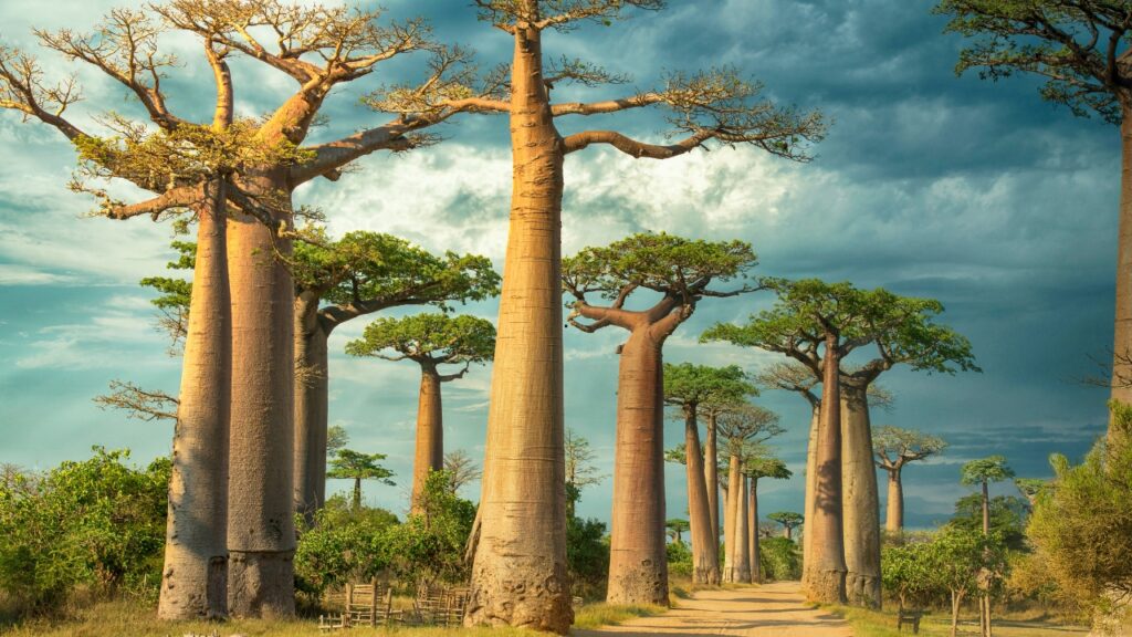Aleja Baobabów na Madagaskarze