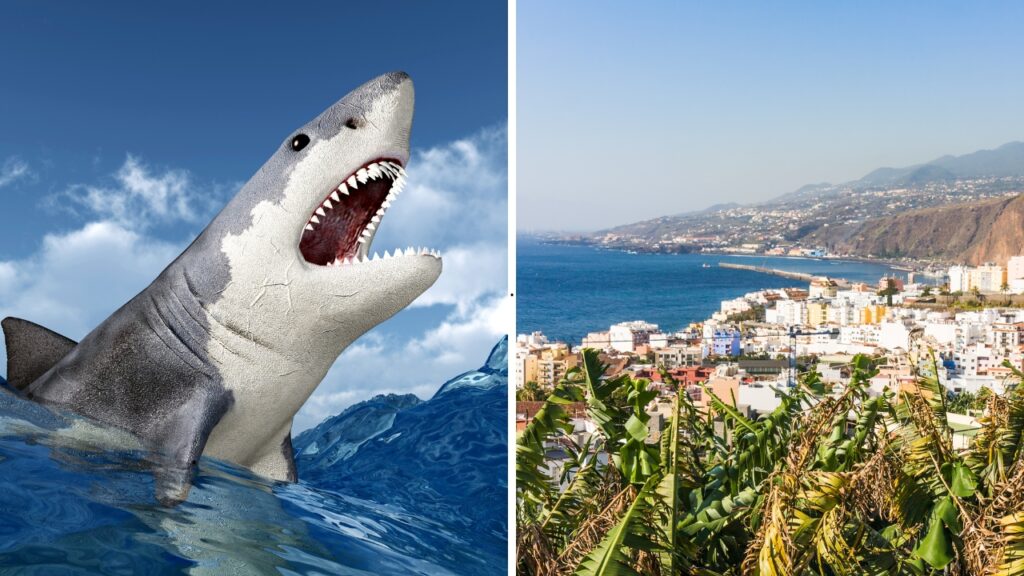 La Palma rekiny – czy na La Palmie są rekiny?