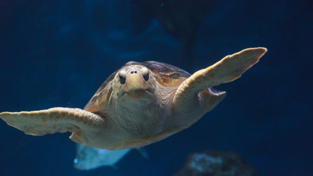 Żółwie Caretta caretta – najważniejsze informacje