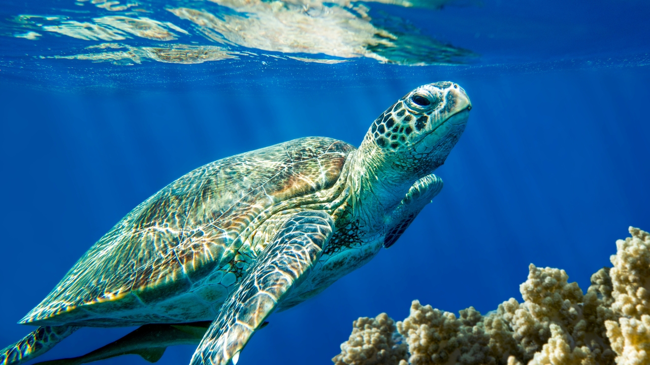 Żółwie Caretta caretta