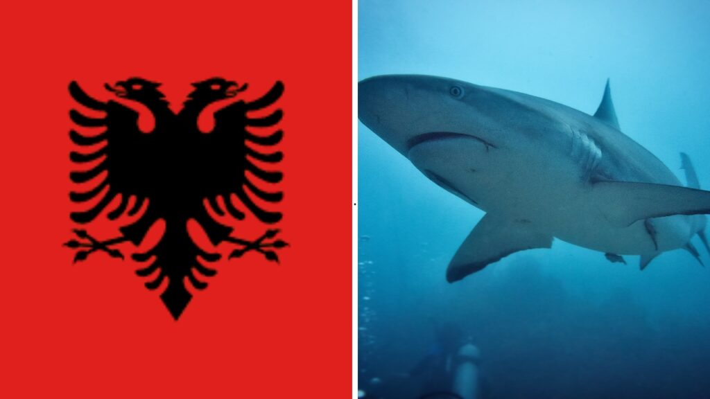 Rekiny w Albanii – czy w Albanii są rekiny?
