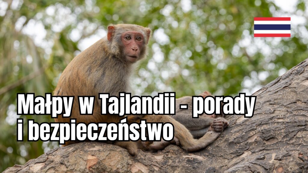 Małpy w Tajlandii - porady i bezpieczeństwo