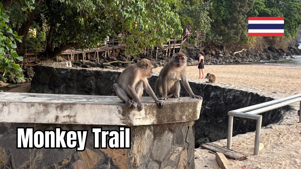 Monkey Trail z małpami