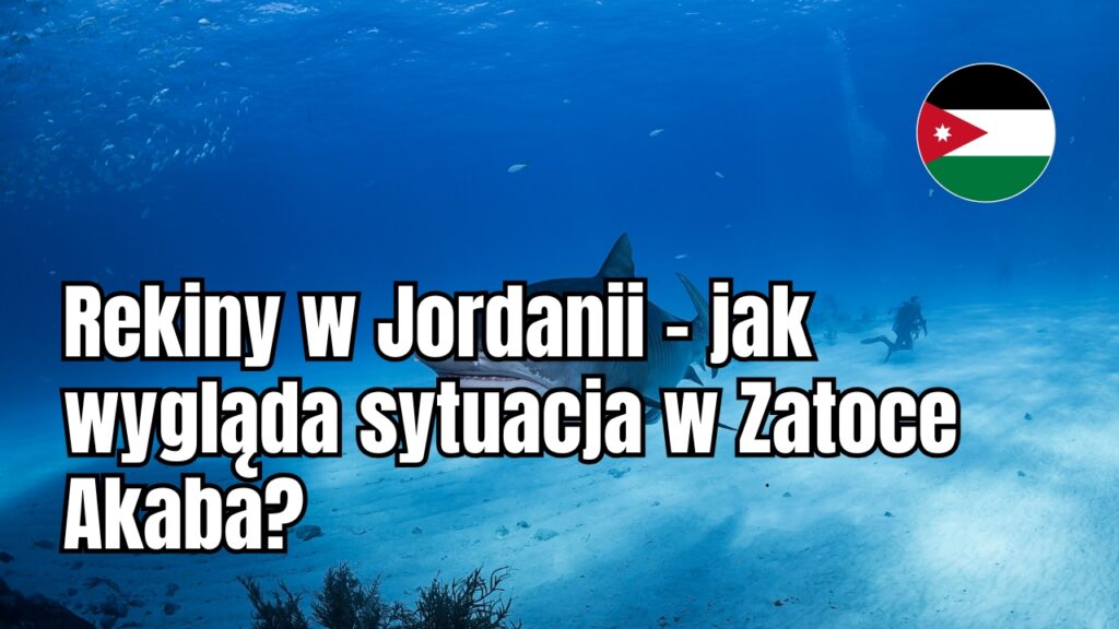 Rekiny w Jordanii