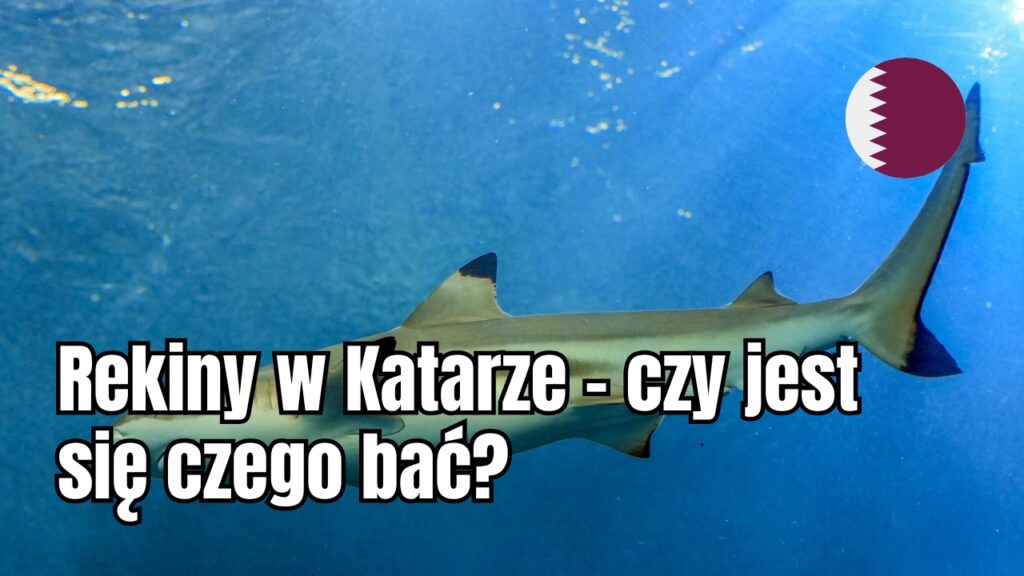 Rekiny w Katarze – czy jest się czego bać?