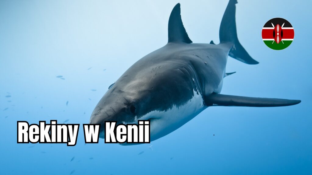 Rekiny w Kenii - czy w Kenii są rekiny?