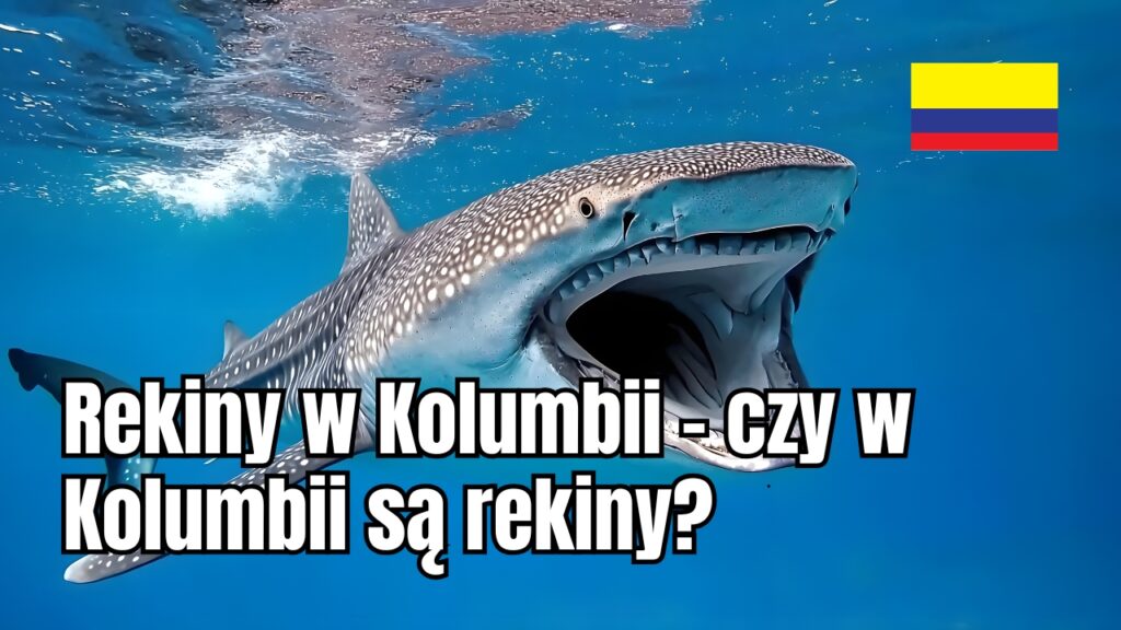Rekiny w Kolumbii – czy w Kolumbii są rekiny?