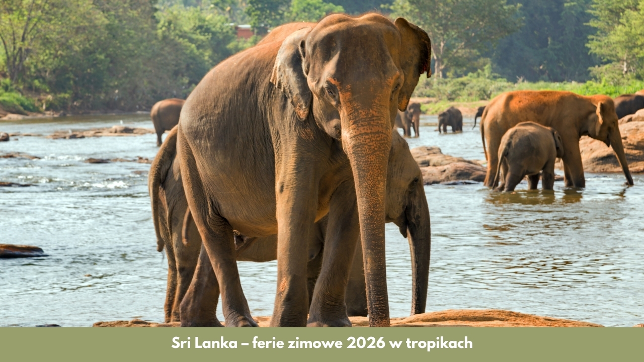 Sri Lanka – ferie zimowe 2026 w tropikach
