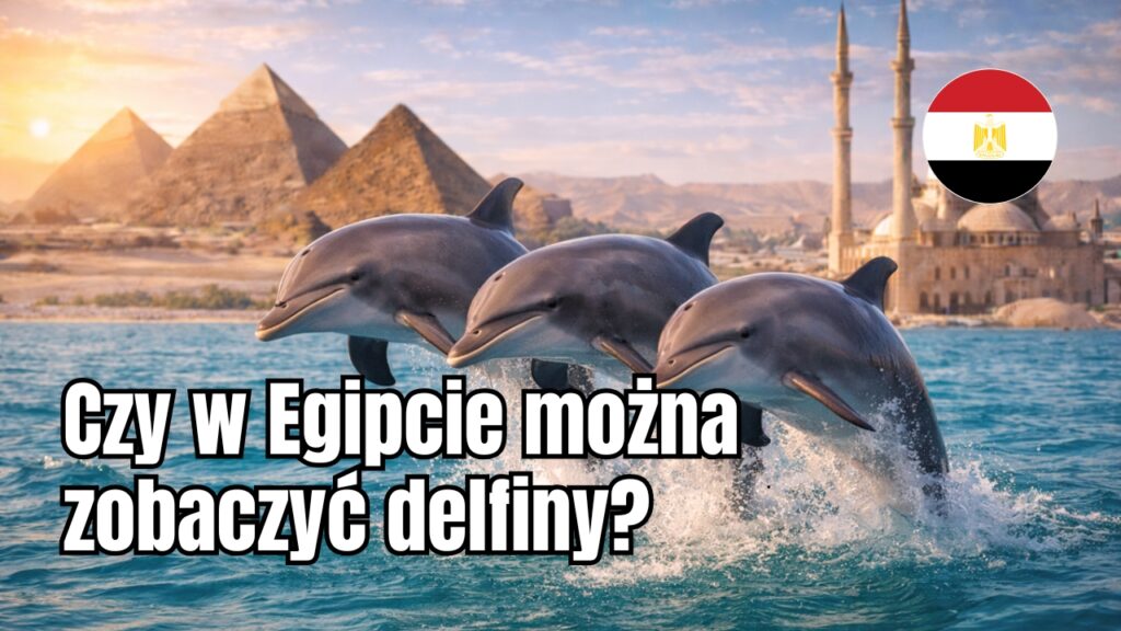 Czy w Egipcie można zobaczyć delfiny?