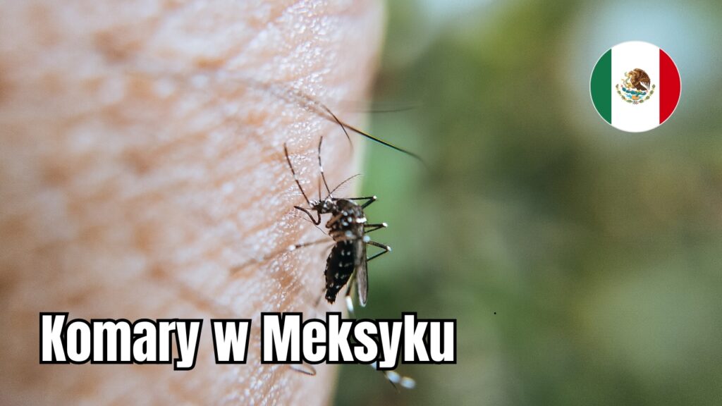 Komary w Meksyku
