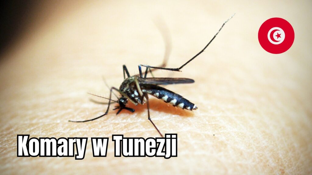 Komary w Tunezji