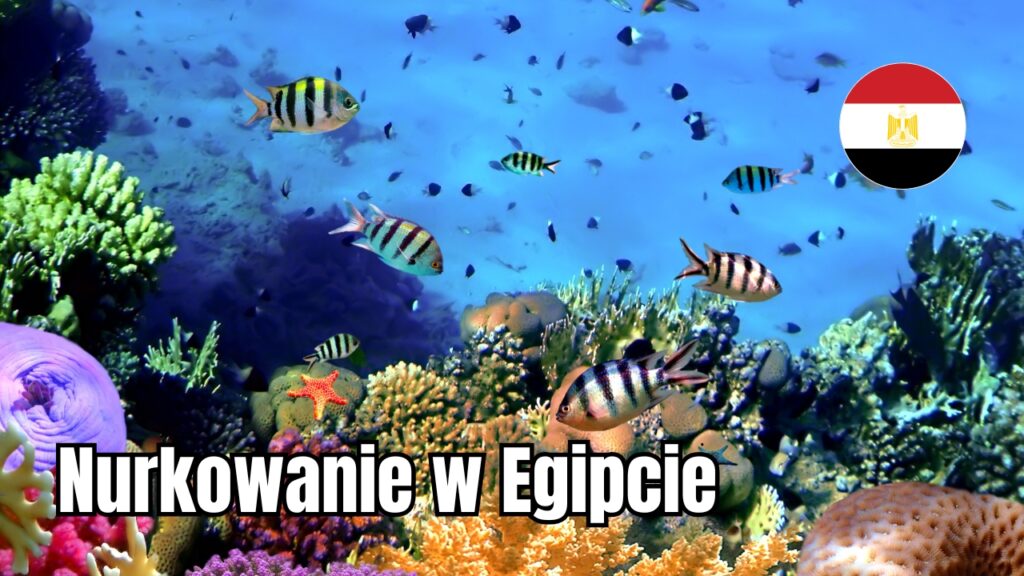 Nurkowanie w Egipcie