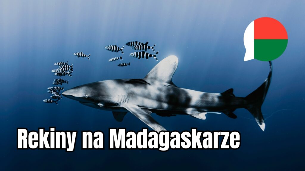 Rekiny na Madagaskarze