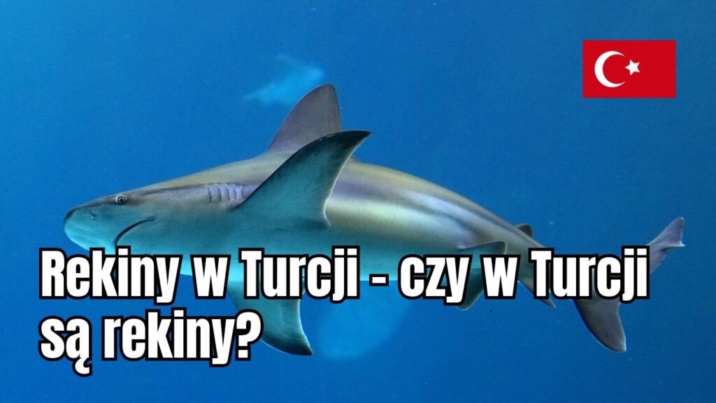 Rekiny w Turcji