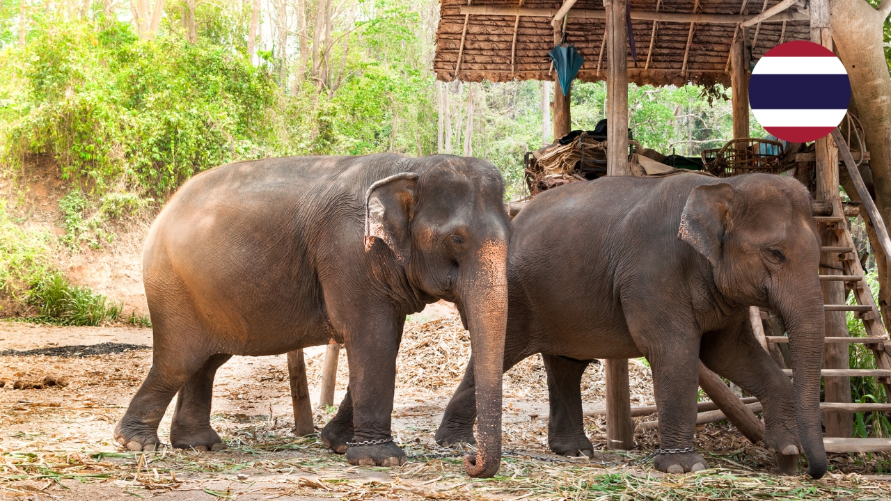 Sanktuarium Słoni na Koh Yao Yai