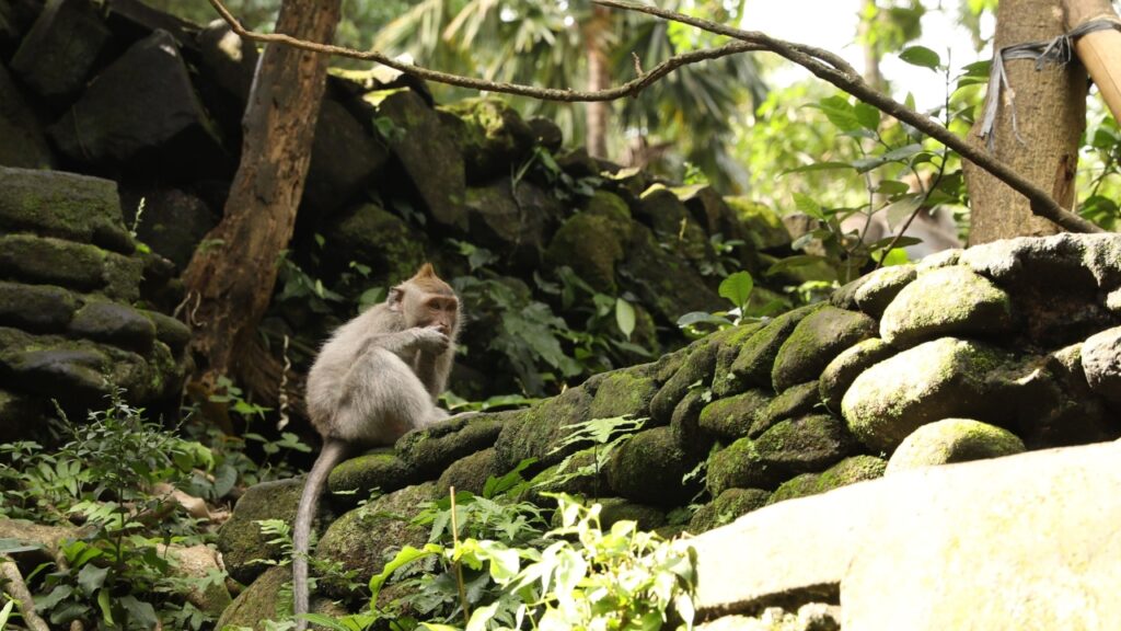 Monkey Forest na Bali