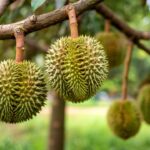 Durian – co to za owoc i czy warto go spróbować na wakacjach?