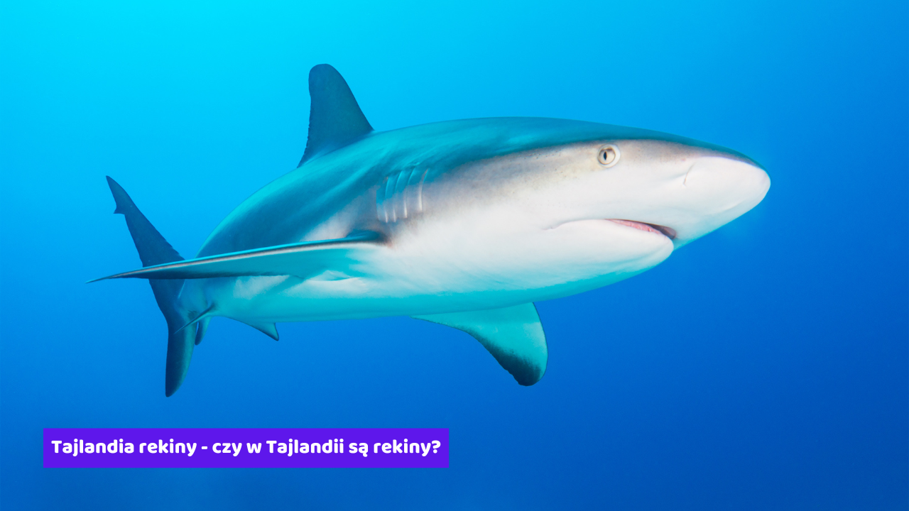 Tajlandia rekiny - czy w Tajlandii są rekiny?