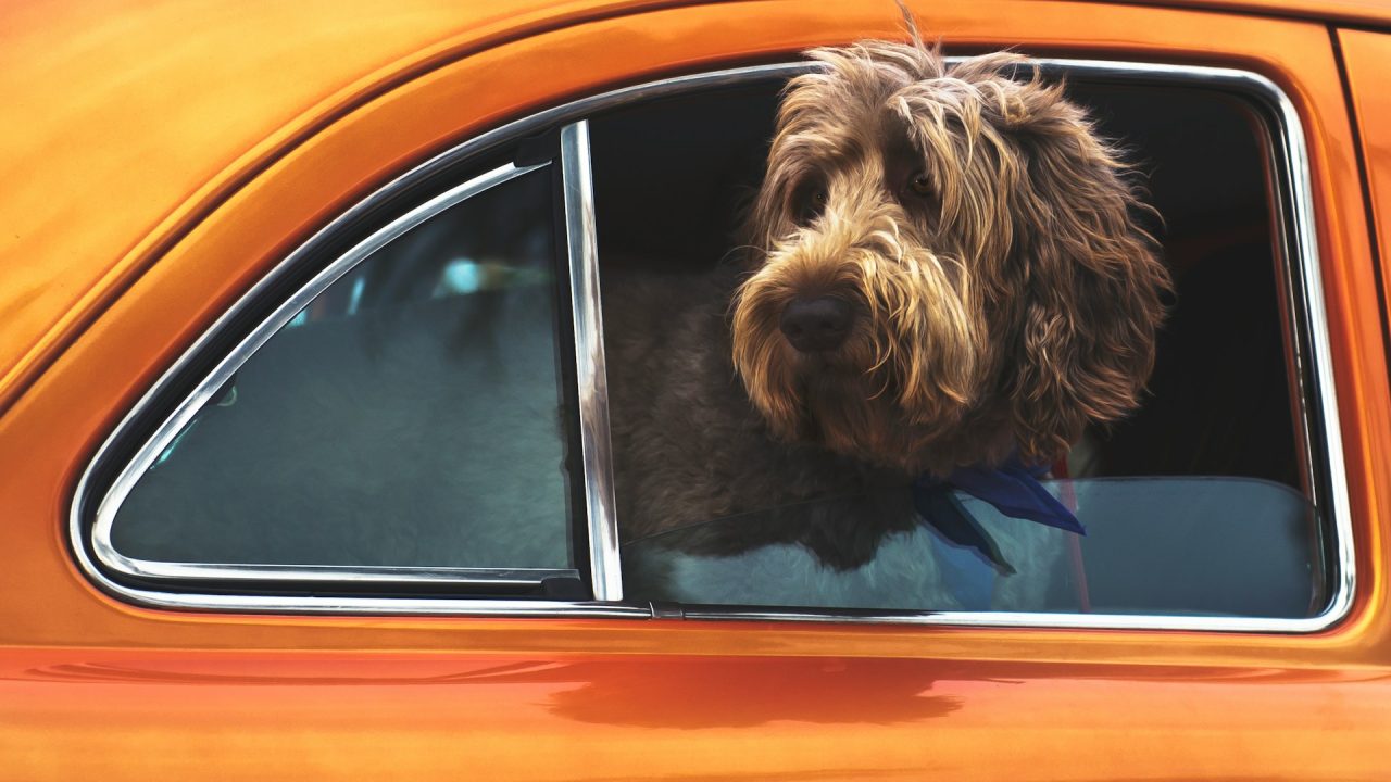 brązowy pies długowłosy wystawiający głowę przez okno pomarańczowego samochodu